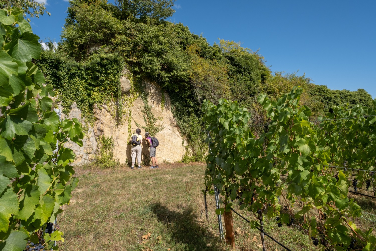 Dans les anciennes carrières d’extraction, par exemple la carrière Péters, la nature et la vigne ont repris le dessus.