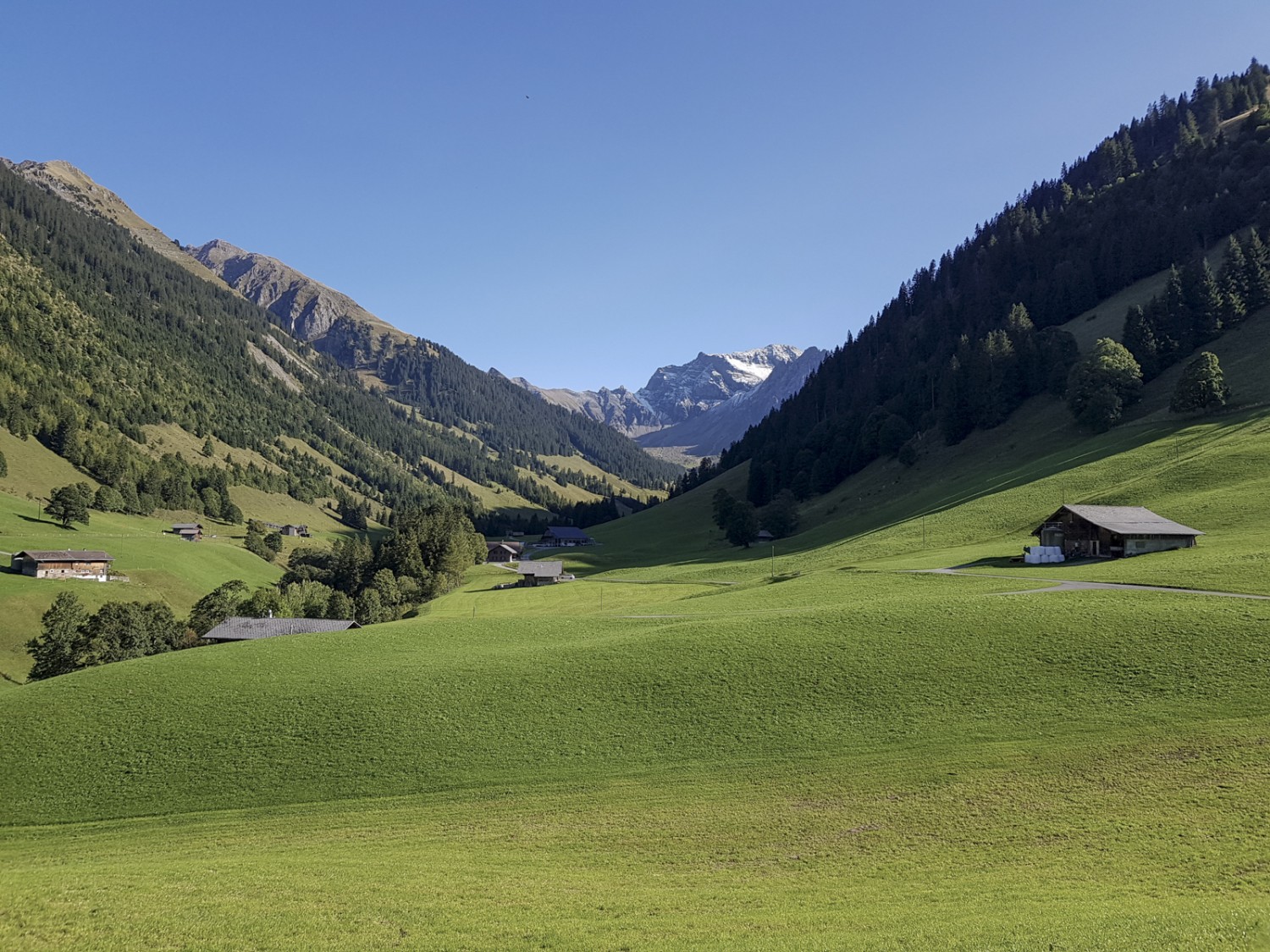 Le dernier tronçon, entre Fieldrich et Grimmialp, longe des pâturages verdoyants. Photo: Patricia Michaud