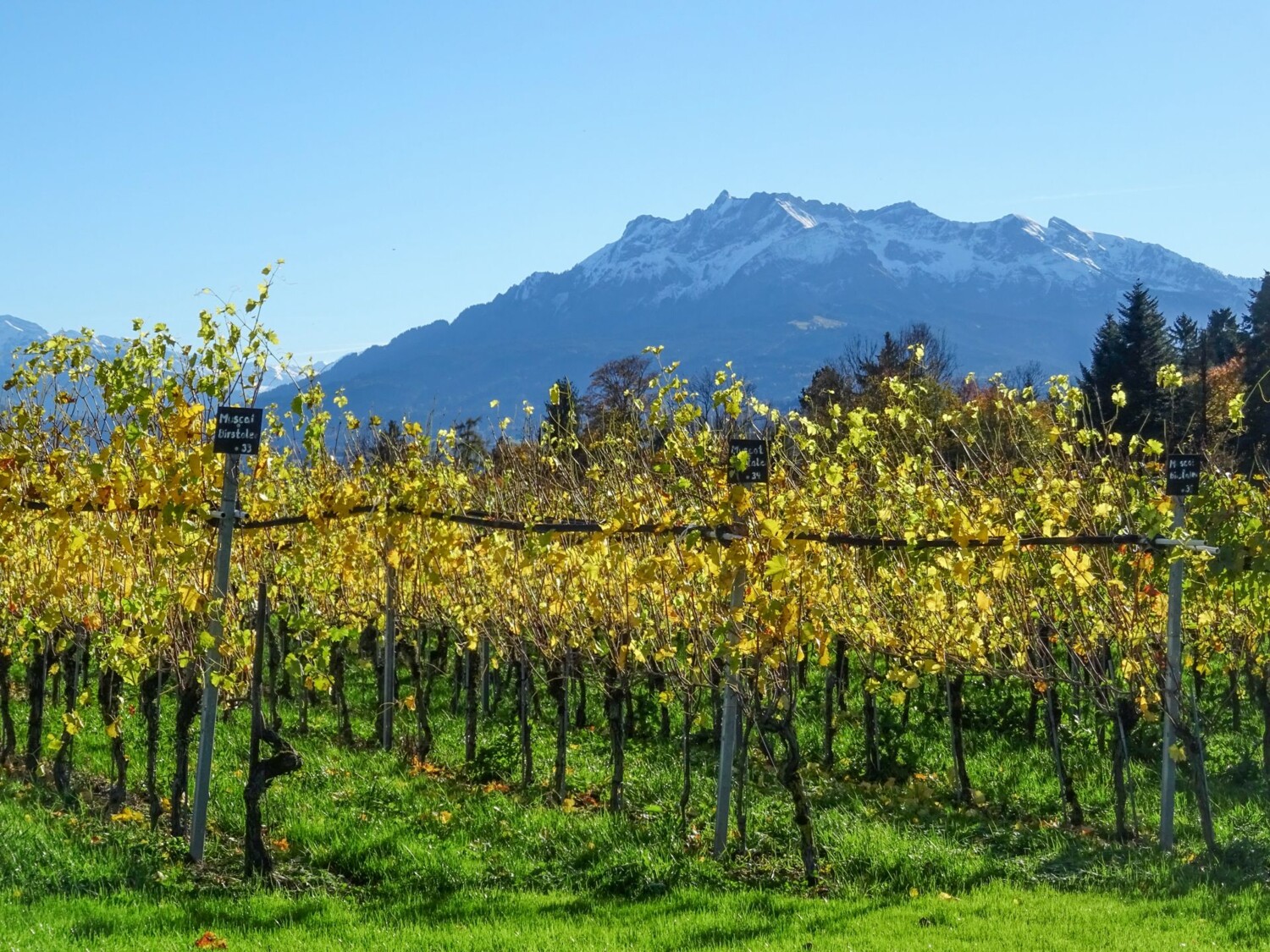 Vignes aux couleurs d’automne devant le Pilate