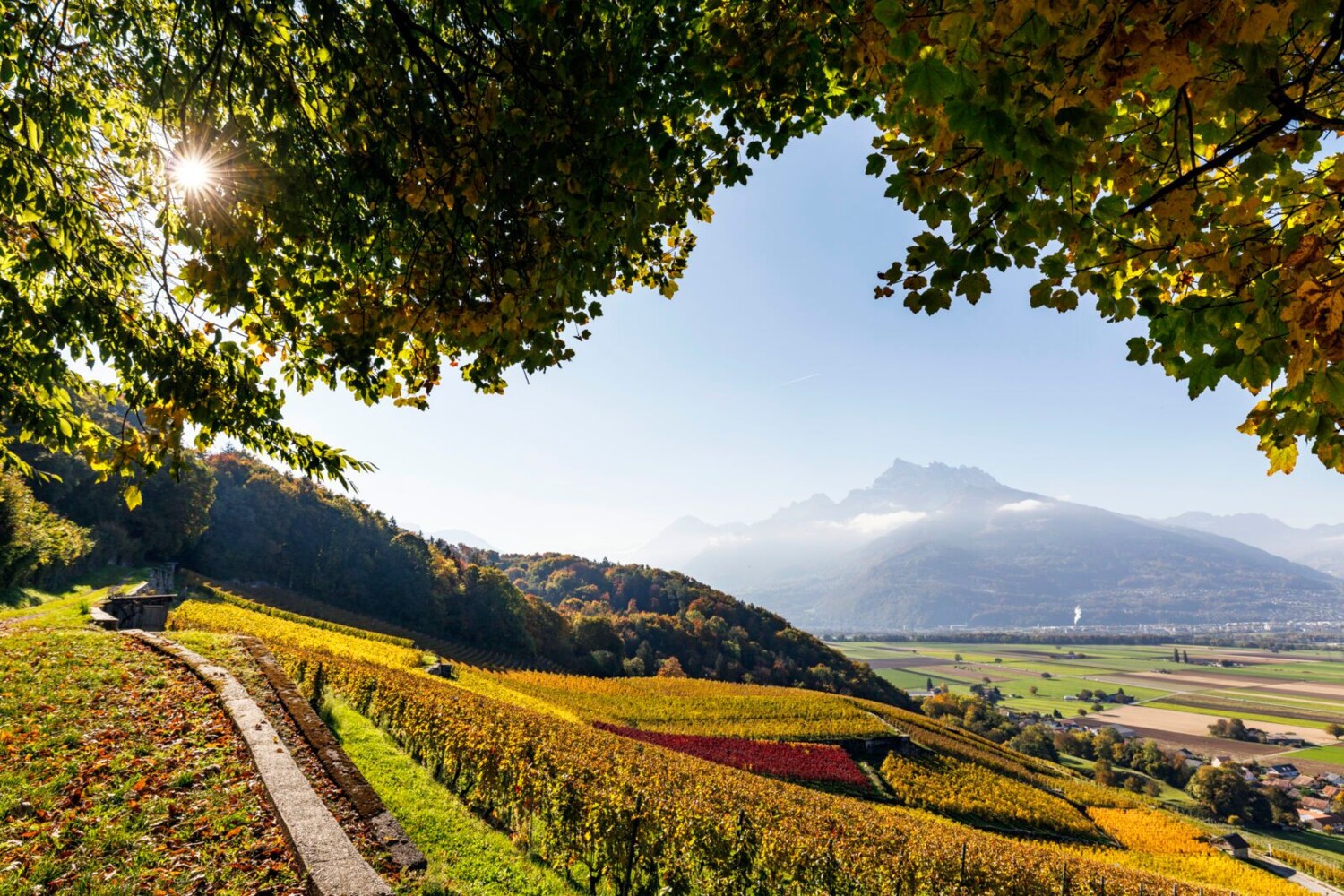 Vue sur la vallée du Rhône, les vignes et les Dents du Midi