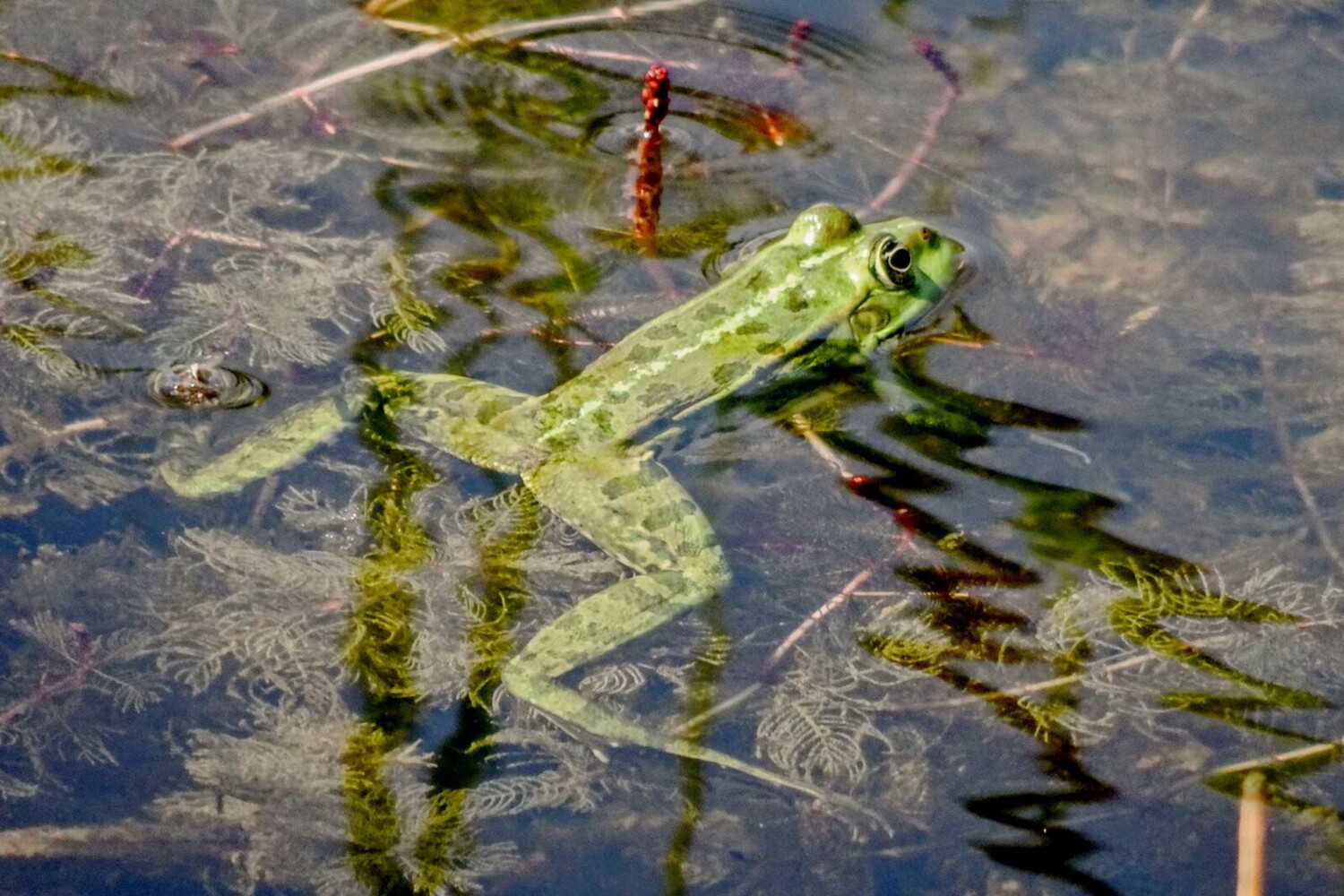 Im Spätfrühling beginnt für die Wasserfrösche die Fortpflanzungszeit.
