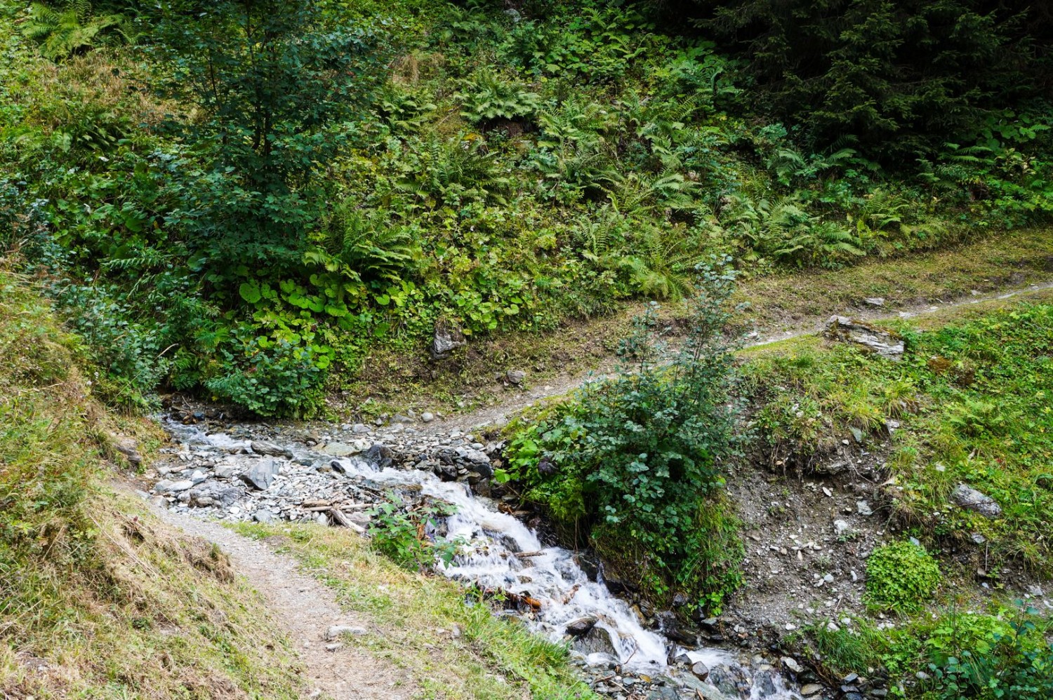 Le parcours alterne entre forêts de conifères, pâturages en pente et torrents impétueux.