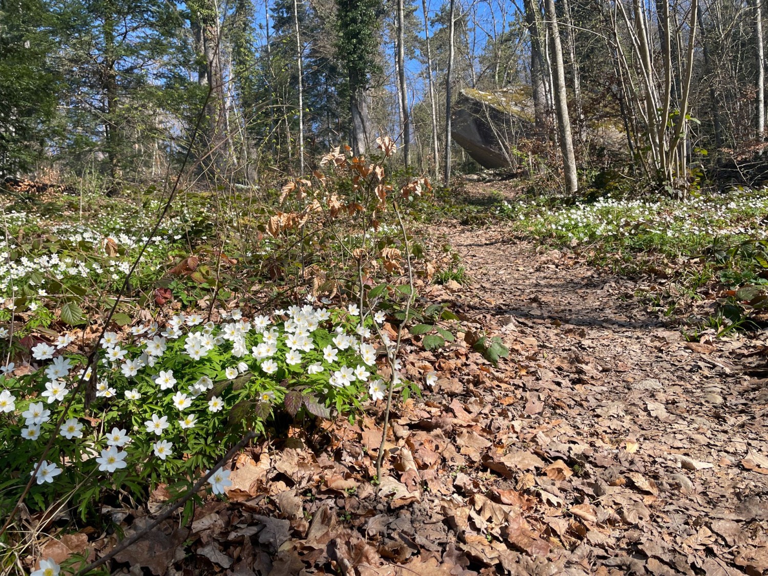 Der Findling Pierre-à-Bot ist im Frühling gut zu erkennen.