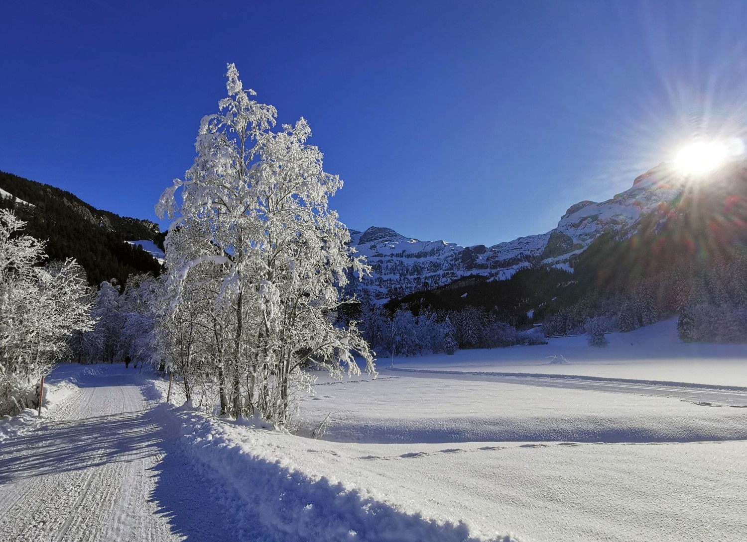 Entre soleil et ombre, près du Chöpflisbergmoos