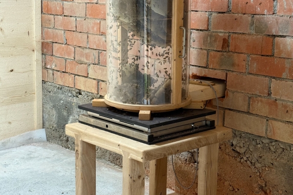 Sentier découverte de l’abeille mellifère, insecte forestier