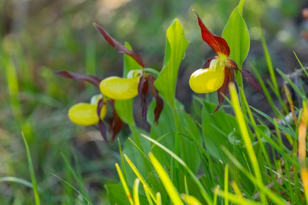 Orchideen auf dem Weg zum Wildspitz