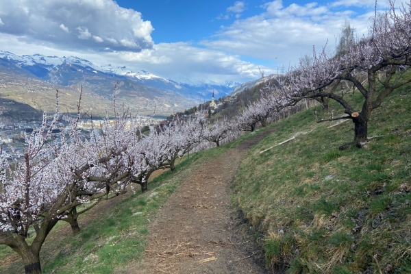 R12: Arvillard - Baar - Brignon - Beuson - Misériez - Pravidondaz - Turin