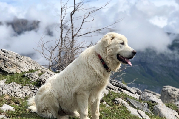 Hors série thématique - Chiens de protection : Vercorin