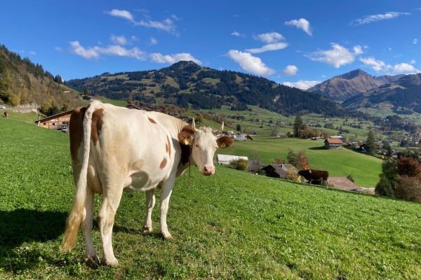 Sur les hauteurs du Saanenland