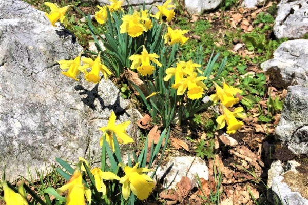 Wanderung durch ein Meer von wildblühenden Osterglocken