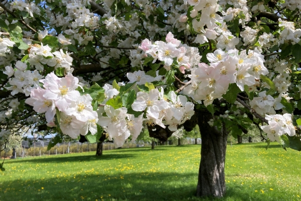 Halbtageswanderung Muolen