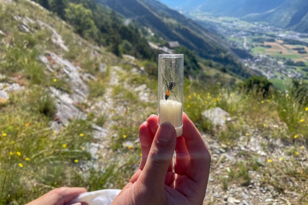 Auf Wespensuche an der Südrampe