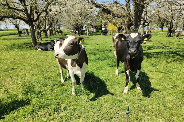 Über den Katzenstrick nach Einsiedeln