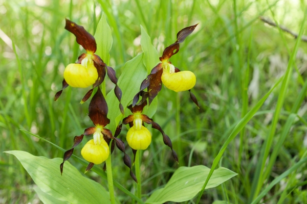 Orchideen auf dem Weg zum Wildspitz