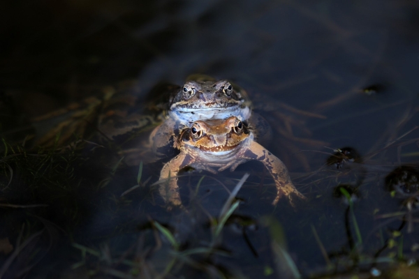 Angebot Krebsliga Graubünden: Frühlingserwachen im Naturschutzgebiet Munté