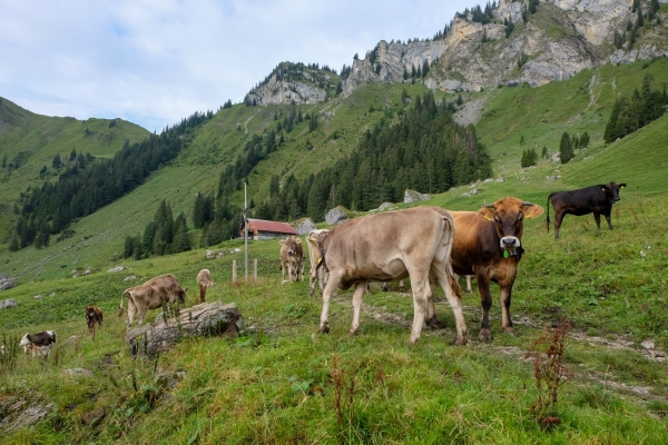 Face au Titlis dans la vallée d’Engelberg