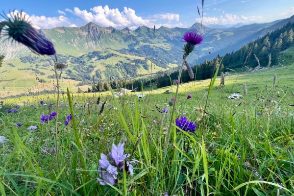 Alpenkräuterwanderung