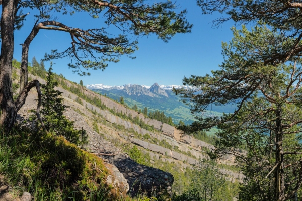 Orchideen auf dem Weg zum Wildspitz