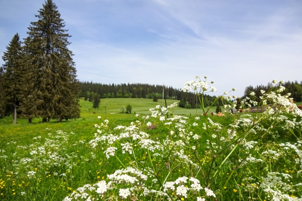 La Route de l’Absinthe dans le val de Travers