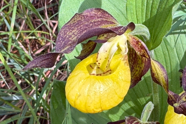 ORCHIDEEN AM ROSSBERG