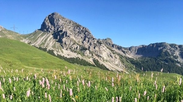 Bergfrühling in der Brosmatt oberhalb von Giswil
