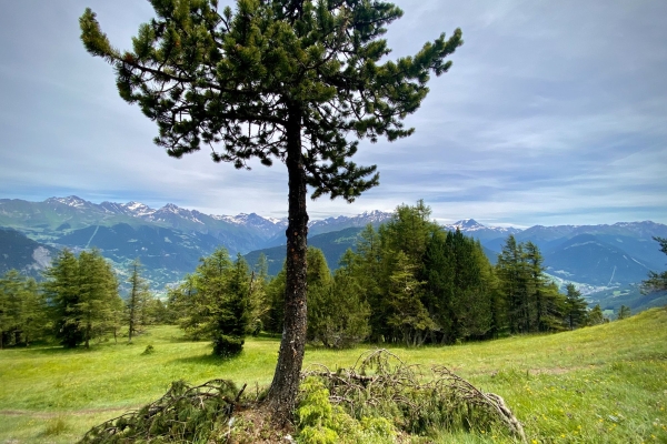 R55: Belalp - Aletschbord - Grünsee - Rieder Furka - Riederalp