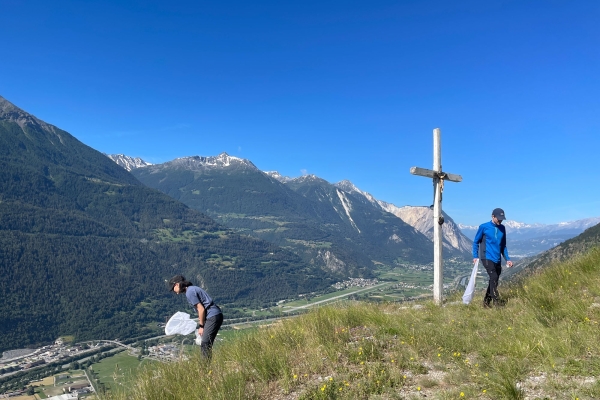 Auf Wespensuche an der Südrampe