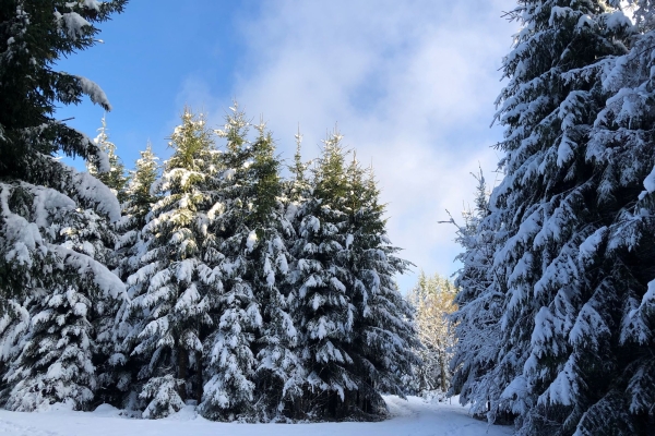 Durch den Tannenwald am Tannenberg