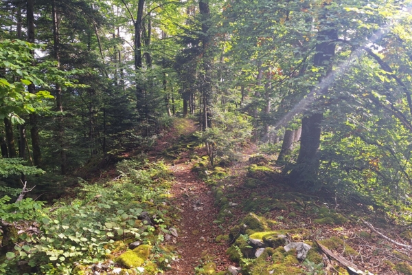 Auf den Spuren der Urzeit im Jura