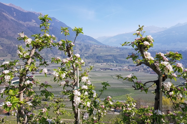 Apfelblüten-Wandertage im Südtirol