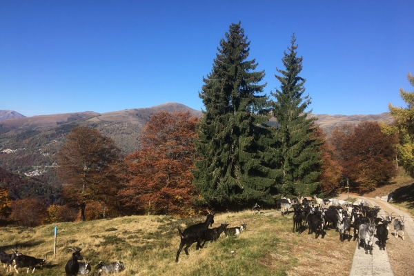San Lucio: storie di santi, contrabbandi e alpeggi