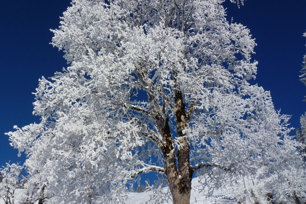 Deine Spuren im Schnee