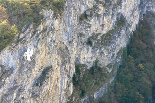 Des vignes et un pont suspendu