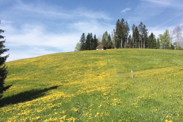 Zubi Wanderung in den Frühling
