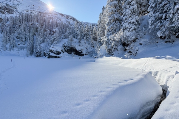 Leichte Schneeschuhwanderung durchs Wildschutzgebiet