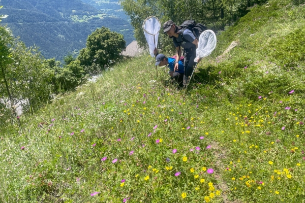 Auf Wespensuche an der Südrampe