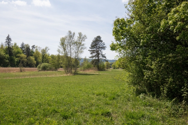 Wo einst am Rhein der Salzhandel blühte
