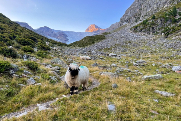 Auf dem höchstgelegenen Wanderweg der Schweiz