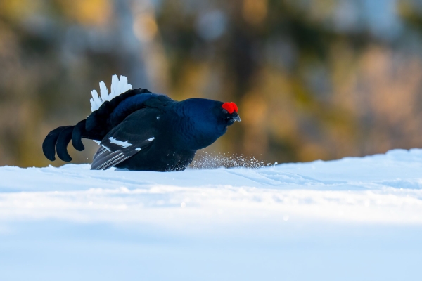 Birkhuhn_Burkhardt Marcel, marcelburkhardt