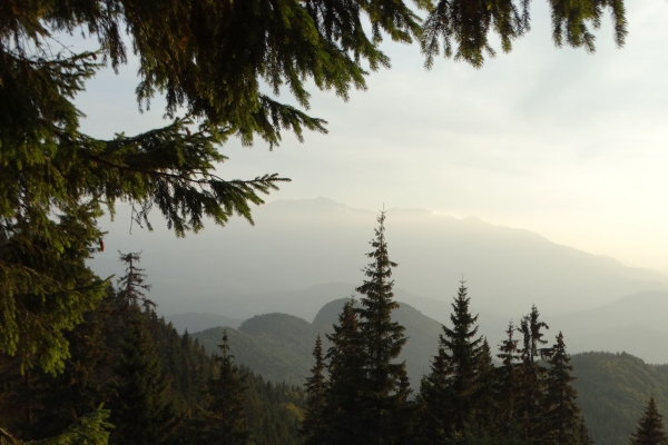 FAQ wald_allgemeine aufgaben