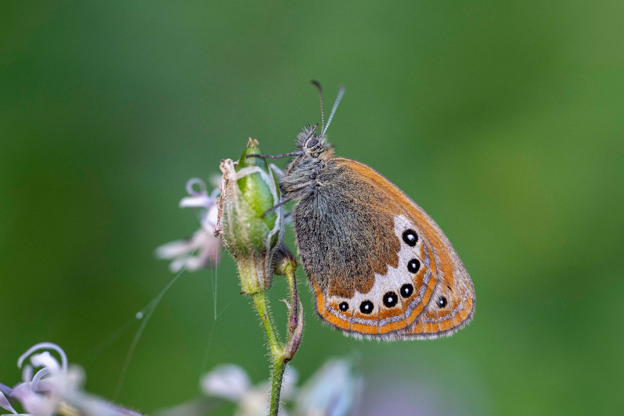 Alpen_Wiesenvögelchen_Albrecht_LR_104024