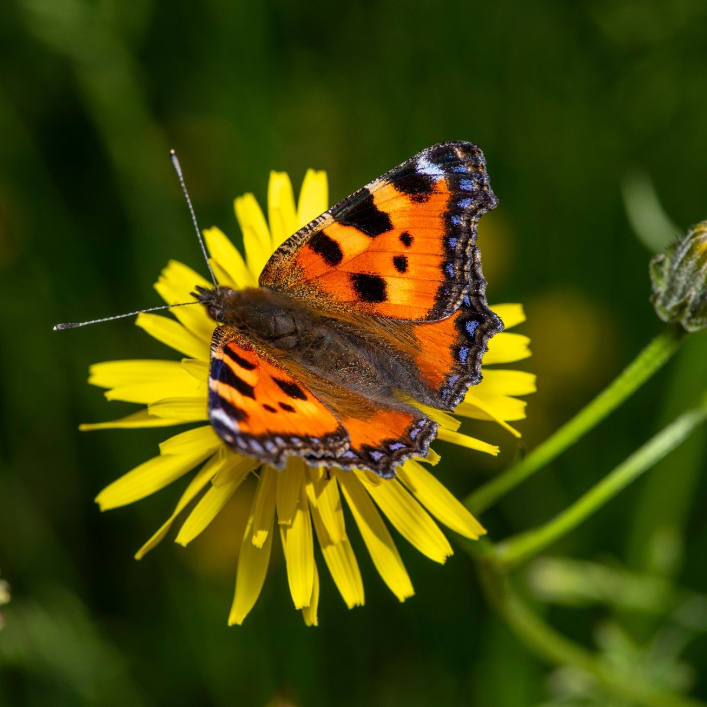 Kleiner_Fuchs_Albrecht_LR_73163