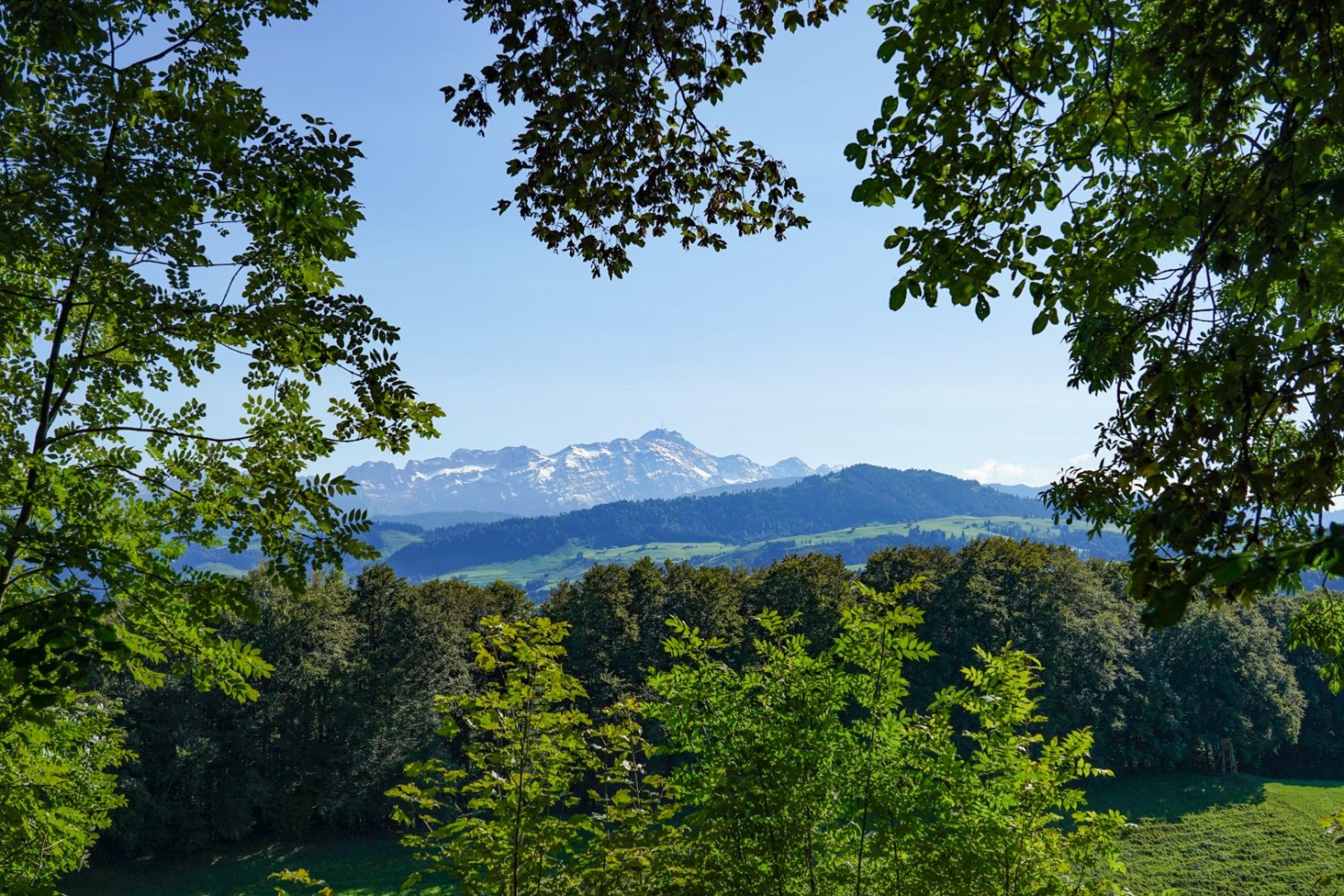 Vue sur le Säntis encadré de feuillus.