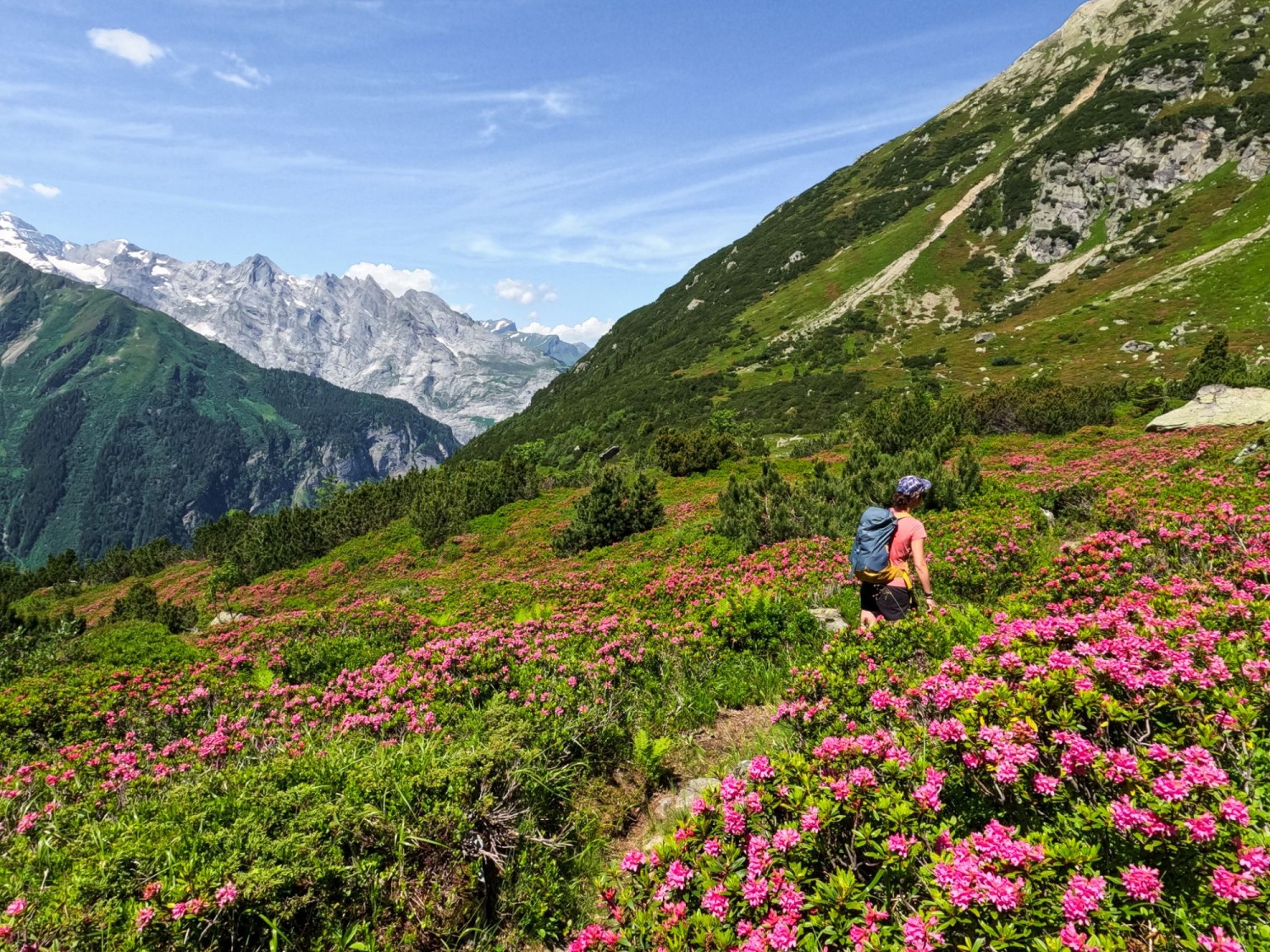 Der Wanderweg führt durch ein pinkes Feld aus Alpenrosen.