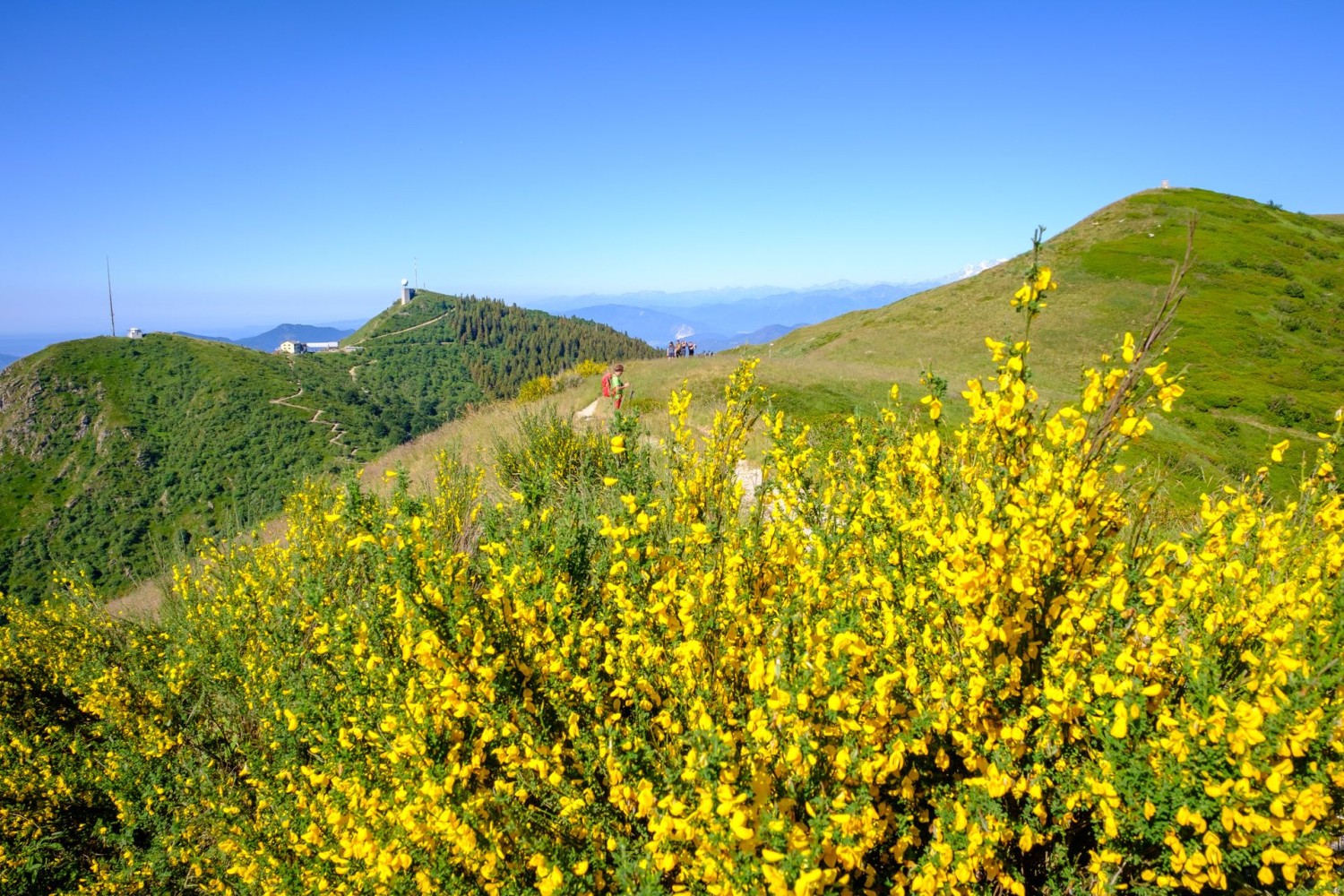 Le Monte Lema apparaît tout à coup derrière des buissons de genêts en fleurs.