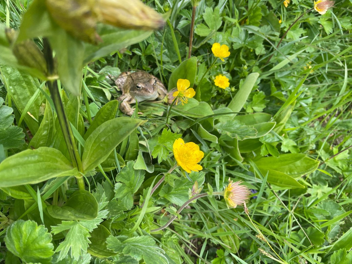 Irgendwo im Gras hüpft es – es ist ein Frosch.