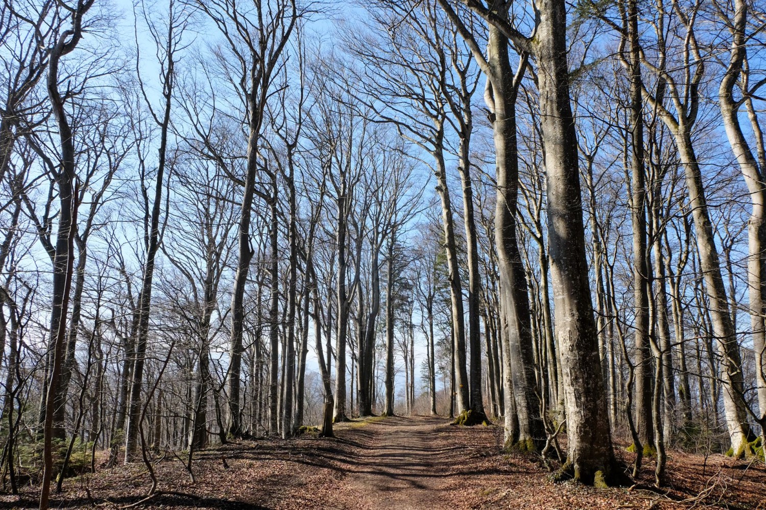 Ein wunderschöner Buchwald säumt den Wanderweg zurück nach Bad Ramsach.