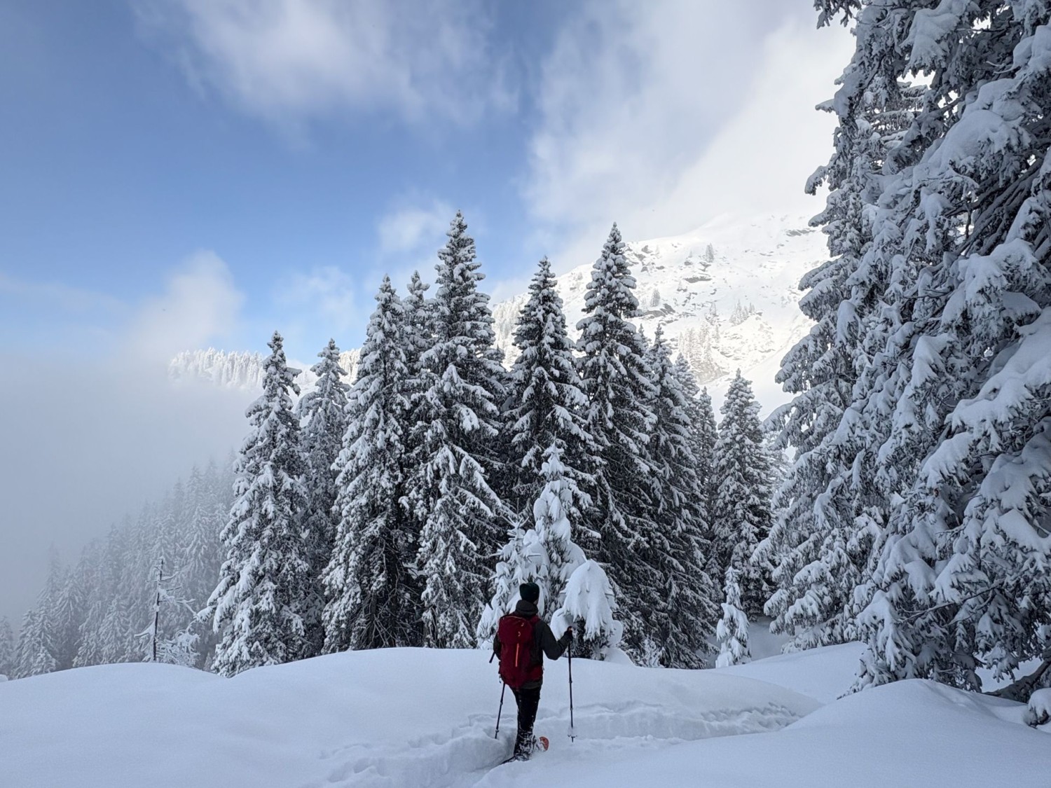 La randonnée en raquettes évolue dans la neige fraîche et des forêts de sapins enneigées.