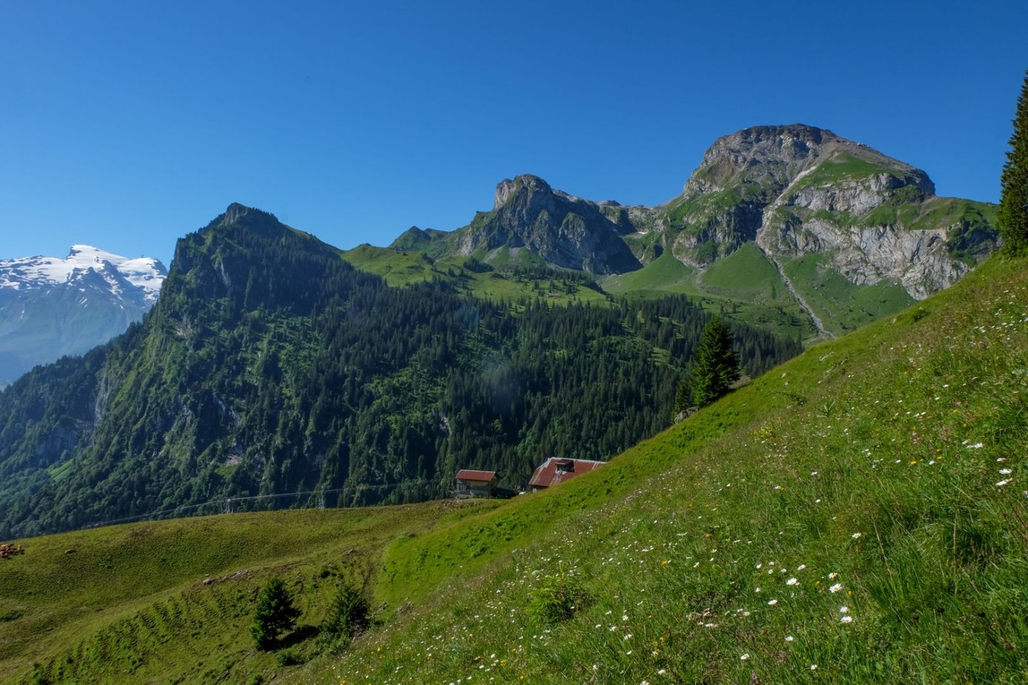 Das Dreigestirn der Alp Lutersee: Salistock, Hohliecht und Widderfeld Stock.