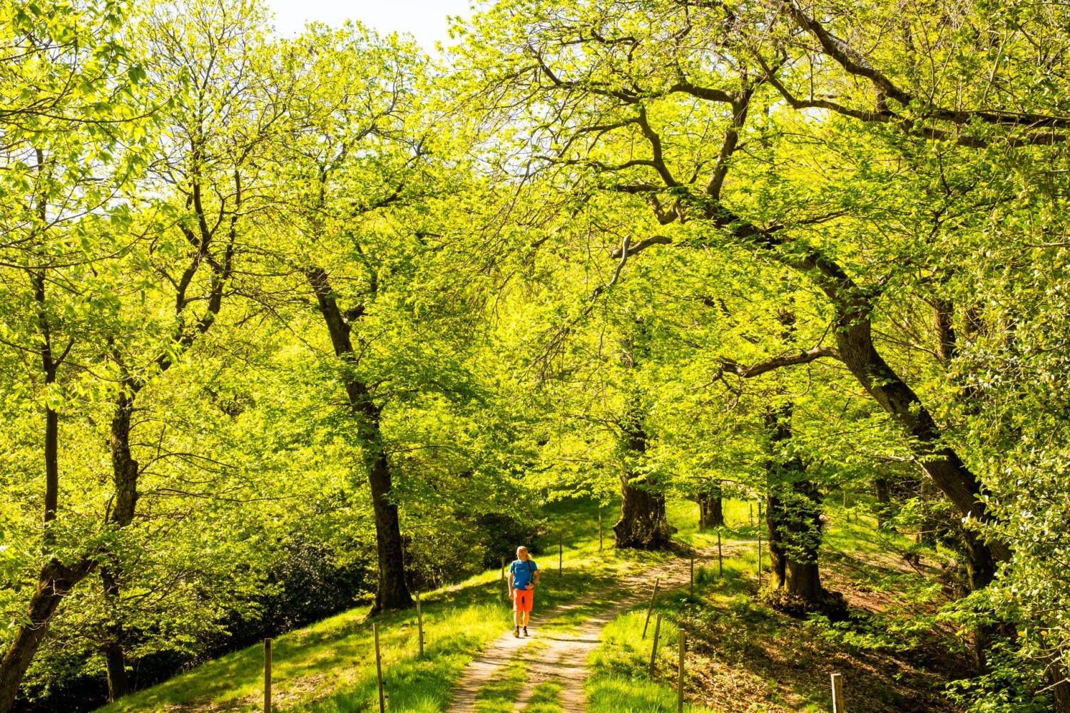 Giovane fogliame primaverile sulla collina di San Bernardo.